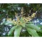 Very Rare Mangifera zeylanica Bark Sri Lanka Mango Powerful Ayurvedic Herbs