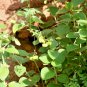 Dried Balloon Vine Cardiospermum Halicacabum Leaves Plant Ceylon Tea Karnasphota