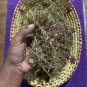 Dried Balloon Vine Cardiospermum Halicacabum Leaves Plant Ceylon Tea Karnasphota