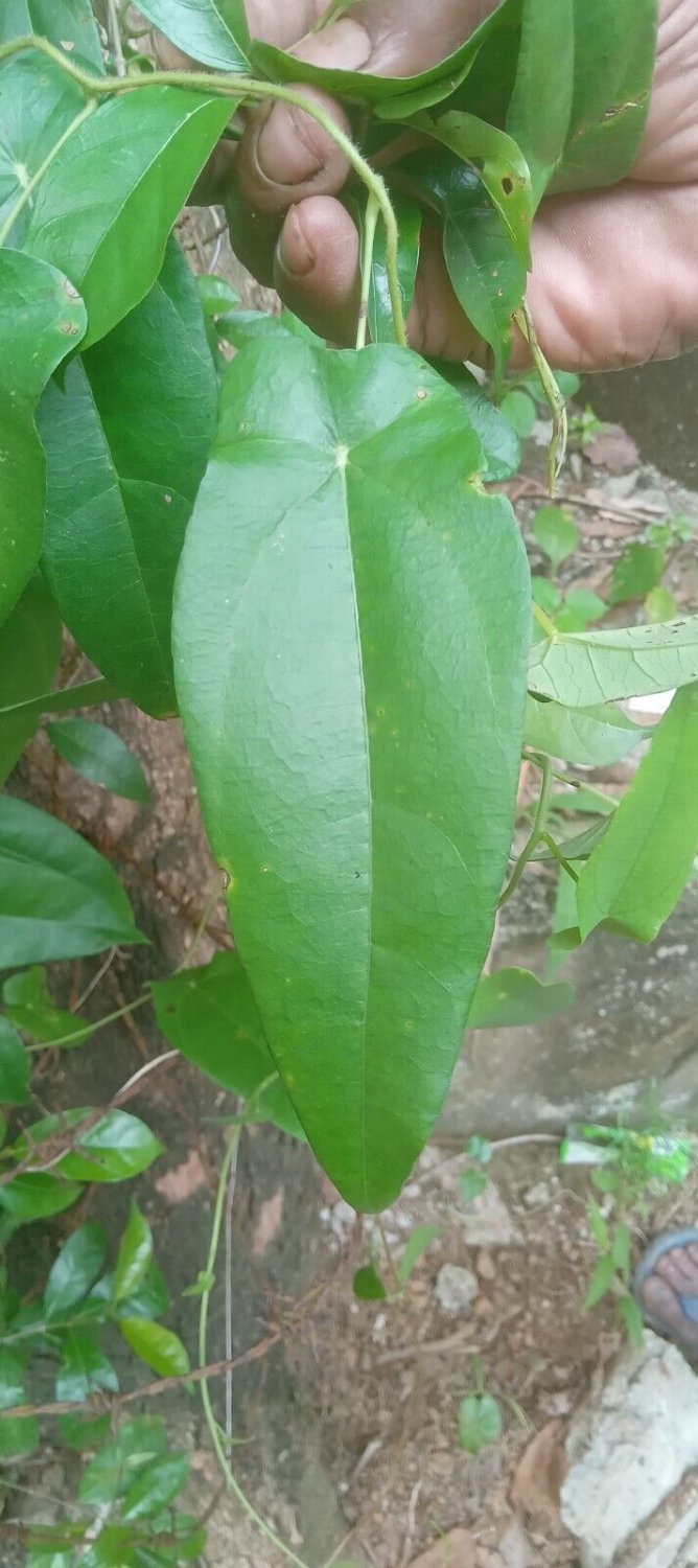Rare Dried Leaves Semecarpus coriacea Cassuvium coriaceum (Thwaites)