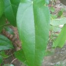 Rare Dried Leaves Semecarpus coriacea Cassuvium coriaceum (Thwaites)
