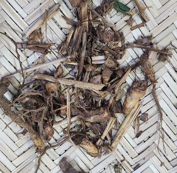 Dried Lesser Galangal, Snap Ginger(Alpinia calcarata) Siamese Ginger Rare Herb