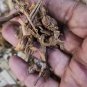 Dried Lesser Galangal, Snap Ginger(Alpinia calcarata) Siamese Ginger Rare Herb