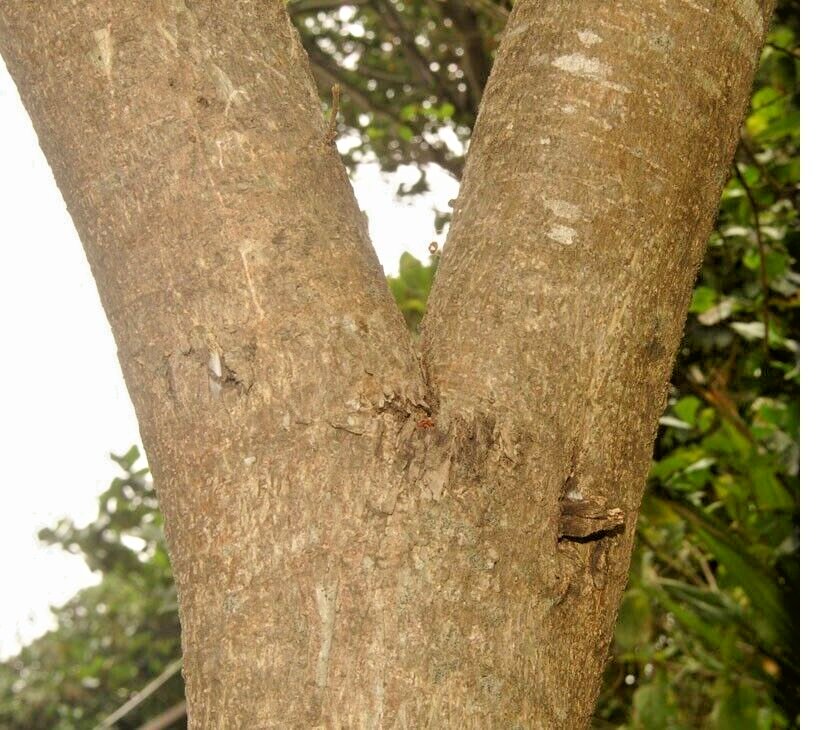 Very Rare Streblus Asper Dry Bark Siamese rough bush, khoi, serut, toothbrush