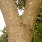Very Rare Streblus Asper Dry Bark Siamese rough bush, khoi, serut, toothbrush