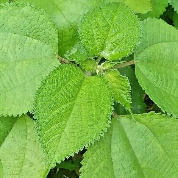 Dried Tulsi Leaves Pure Organic Herb Ocimum Sanctum  Holy Basil Leaves Tulsi Tea