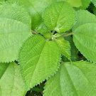 Dried Tulsi Leaves Pure Organic Herb Ocimum Sanctum  Holy Basil Leaves Tulsi Tea
