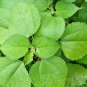 Dried Tulsi Leaves Pure Organic Herb Ocimum Sanctum Holy Basil Leaves Tulsi Tea