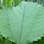 Dried Tulsi Leaves Pure Organic Herb Ocimum Sanctum Holy Basil Leaves Tulsi Tea