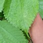 Dried Tulsi Leaves Pure Organic Herb Ocimum Sanctum Holy Basil Leaves Tulsi Tea