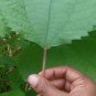 Dried Tulsi Leaves Pure Organic Herb Ocimum Sanctum Holy Basil Leaves Tulsi Tea