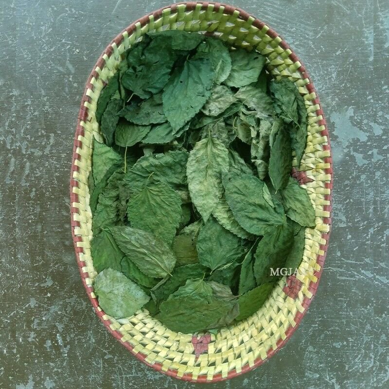 500+ Dried Mulberry Leaves Shrimp, Betta, Silkworm Snail Food for Fish Aquarium