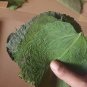 500+ Dried Mulberry Leaves Shrimp, Betta, Silkworm Snail Food for Fish Aquarium