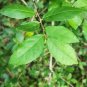 Streblus Asper Dry Whole Plant Stem Bark Siamese rough bush, khoi,Toothbrush Tea