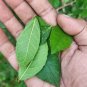 Streblus Asper Dry Whole Plant Stem Bark Siamese rough bush, khoi,Toothbrush Tea