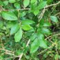 Streblus Asper Dry Whole Plant Stem Bark Siamese rough bush, khoi,Toothbrush Tea