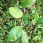 Streblus Asper Dry Whole Plant Stem Bark Siamese rough bush, khoi,Toothbrush Tea