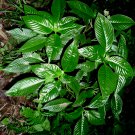 Very Rare Leaves Ophiorrhiza mungos Mongoose Plant Natural Dry Leaf