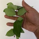 500+ Averrhoa Carambola Leaves Star fruit Seeds Leaf Organic Ceylon Tea Plant