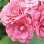 Geranium Sybil Pink - 10 Seeds