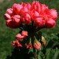 Geranium 'Tulip Orangish Red Bud' Perennial Bonsai Flowers - 10 Seeds