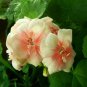 Geranium White to Pink Single Dense Petals Big Blooms Bonsai - 10 Seeds