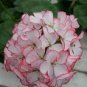 Geranium White-to-light pink Hydrangea-typed Bonsai Flowers - 10 Seeds
