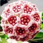 Flower Bonsai Hoya Kerrii Bonsai - 100 Seeds
