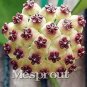 Flower Bonsai Hoya Kerrii Bonsai (December Orchid) B - 100 Seeds