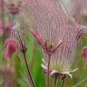Geum triflorum Seeds Prairie smoke Flowers - 100 Seeds