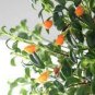Goldfish Chlorophytum - 100 Seeds