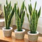 Green Sansevieria - 100 seeds