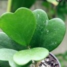 Hoya kerrii Seeds December orchid Family Bonsai Garden Supplies - 100 seeds