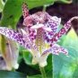 Imported Toad Lily Plant Outdoor Charming Perennial Bonsai - 100 Seeds