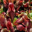 Insect catching Plant Enchantress Carnivorous Bonsai - 100 Seeds