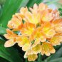 Kaffir Lily Clivia Plants - 100 Seeds