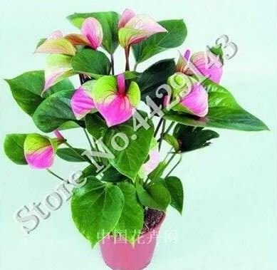 Anthurium Andraeanu Bonai Plant Colorful Anthurium Potted Flowers - 100 ...