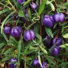 Australia Heirloom Purple Apple-berry - 10 Seeds