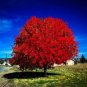 Autumn Blaze Red Maple Tree - 20 Seeds