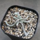 Avonia Albissima Seeds Professional Pack - 10 Seeds
