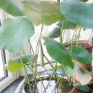 'Bai Rou Bear' Light Golden Big Blooms Double Lotus with Green Centre Flower Seeds - 1 Seeds