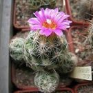 Ball Cactus - Pink Flowers - 20 Seeds
