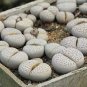 Ball Conophytum vanzylii Lithop Seeds Greyish White Succulent - 100 Seeds