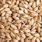 Barley Seeds - 50 Seeds