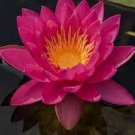 'Bathing Beauty' Pink Lotus Flower Water Lily Flower Aquatic Plants - 1 Seeds