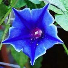 Blue Picotee Morning Glory - 20 Seeds