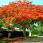 Delonix Regia Red Flame Tree - 20 Seeds