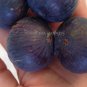 Fracazano Bianco Black Fig Tree - 6 Seeds
