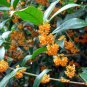 Fragrance osmanthus Tree Seeds - 2 Colors Available - 10 Seeds
