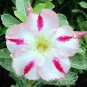 'Fragrant Delight' Adenium Obesum Bangkok kalachuchi Flower Seeds - 2 Seeds